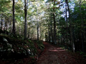 <strong>ENS des Ecouges</strong><br />La forêt en bordure de falaise ENS des Ecouges