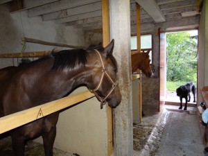 <strong>les box du gîte des Rimets</strong><br />4 box pour les chevaux fugueurs que vous ne souhaitez pas laisser au pré les box du gîte des Rimets