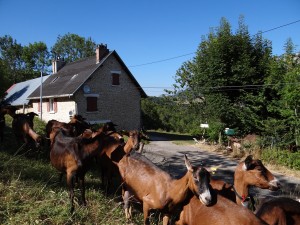 Les chèvres de Lucie- au pré derrière le gîte