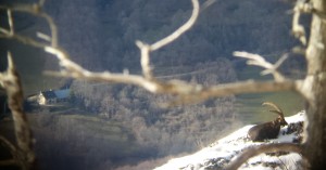 Le Bouquetin de Roche Chalve- Photo prise le 5 janvier 2016 par Sébastien Thiebaud. On voit le gîte des Rimets !