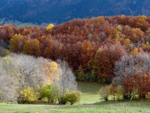 La forêt des Rimets- Couleurs d'automne
