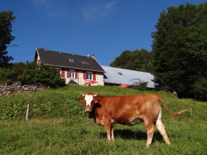 Le pré aux vaches- et pour les chevaux, situes en contrebas du gîte