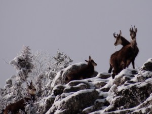 Chamois- au coeur de l'hiver