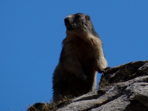 Marmotte- adulte aux aguets