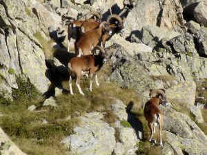 Mouflons- petite harde de mâles