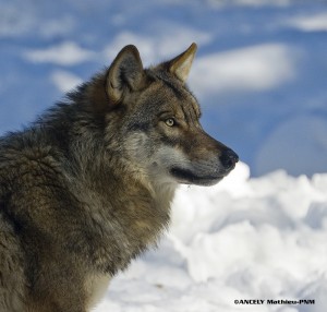 Loup- sauvage en liberté sur le Vercors