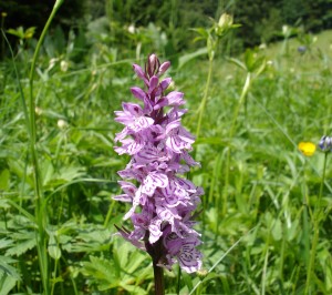 Orchis de Fuchs- 