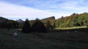 Pâturage- de l'espace naturel sensible des Ecouges