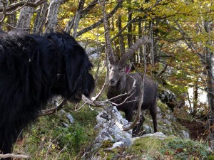 Do et le Bouquetin- Pas plus farouche ni impressionné l'un que l'autre. Le maître des lieux fait juste savoir qu'il entend bien le rester en venant au contact.