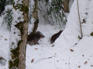 Marcassins dans la neige- Marcassins surpris en plein 