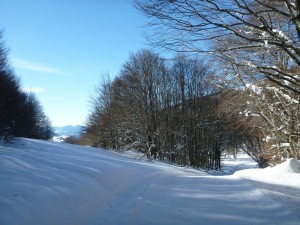 Piste des Bruyères- Petite rouge de 2.5 km qui serpente dans les bois