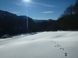 Piste des Bruyères- Traces de renard et vue magnifique, une piste courte et très agréable