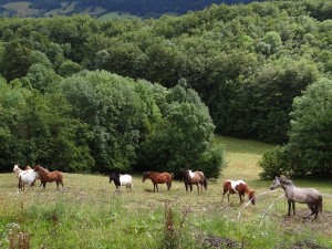 Chevaux au pré- devant le gîte des Rimets