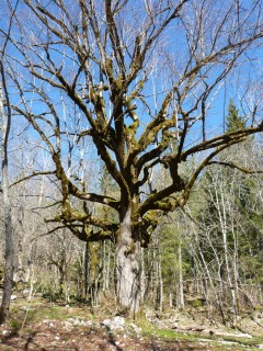 VTT Vercors Gite des Rimets