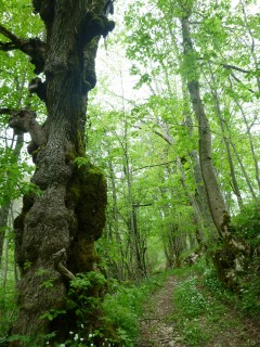 Montée au Collet