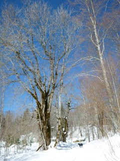 Ski rando nordique - Raid 2 jours dans les Coulmes - Vercors