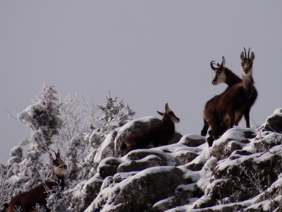 Découverte de la faune en hiver